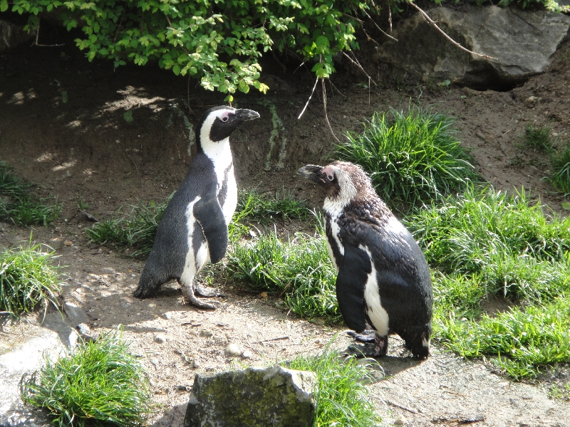 Pictures of the Arnhem Zoo Holland Netherlands Information