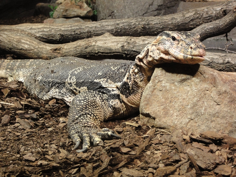 Pictures of the Arnhem Zoo Holland Netherlands Trip Sharing