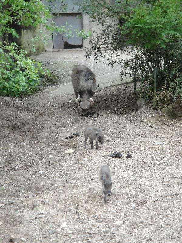 Pictures of the Arnhem Zoo Holland Netherlands Blog Adventure