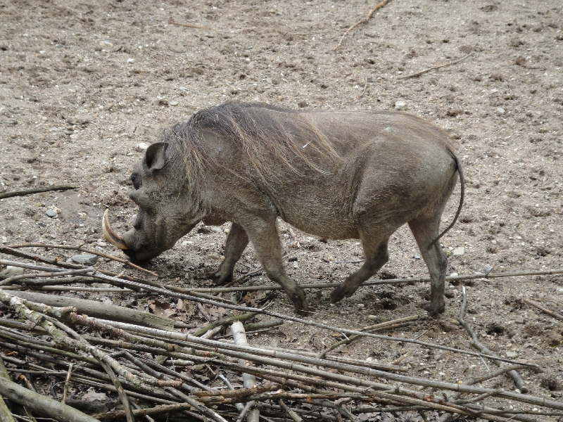 Pictures of the Arnhem Zoo Holland Netherlands Story Sharing