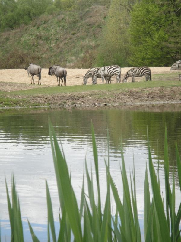 Pictures of the Arnhem Zoo Holland Netherlands Review Photograph