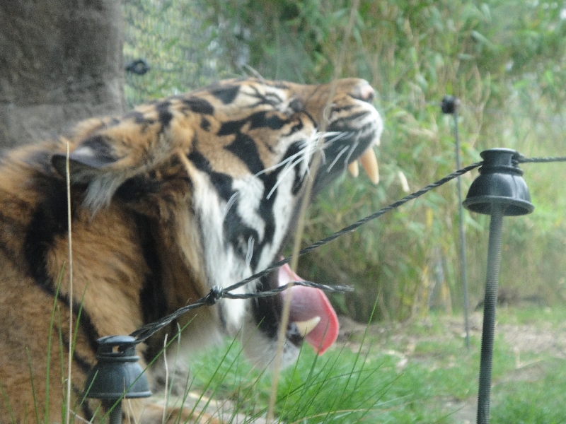 Pictures of the Arnhem Zoo Holland Netherlands Album Photos