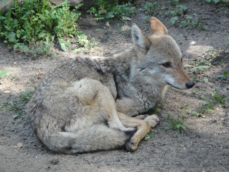 Pictures of the Arnhem Zoo Holland Netherlands Travel Blogs