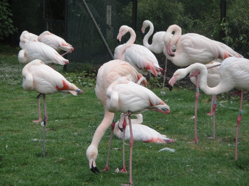 Pictures of the Arnhem Zoo Holland Netherlands Trip