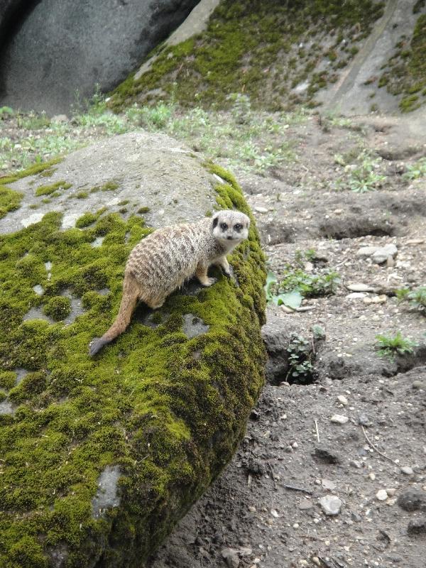 Pictures of the Arnhem Zoo Holland Netherlands Album Photographs