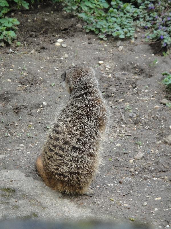 Pictures of the Arnhem Zoo Holland Netherlands Review Gallery