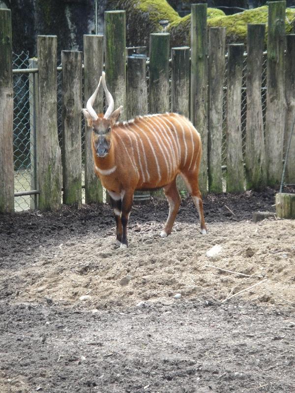 Pictures of the Arnhem Zoo Holland Netherlands Holiday Photos