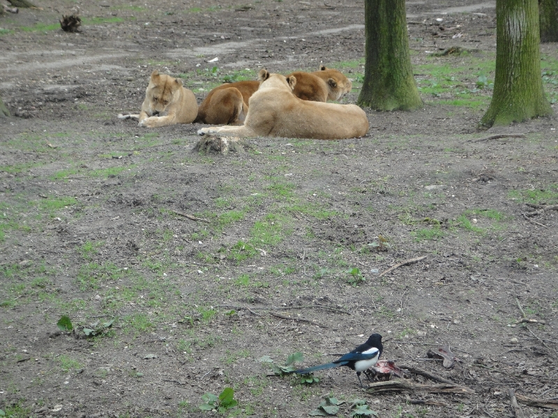 Pictures of the Arnhem Zoo Holland Netherlands Holiday Sharing