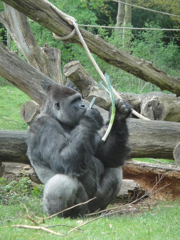 Pictures of the Arnhem Zoo Holland Netherlands Album Sharing