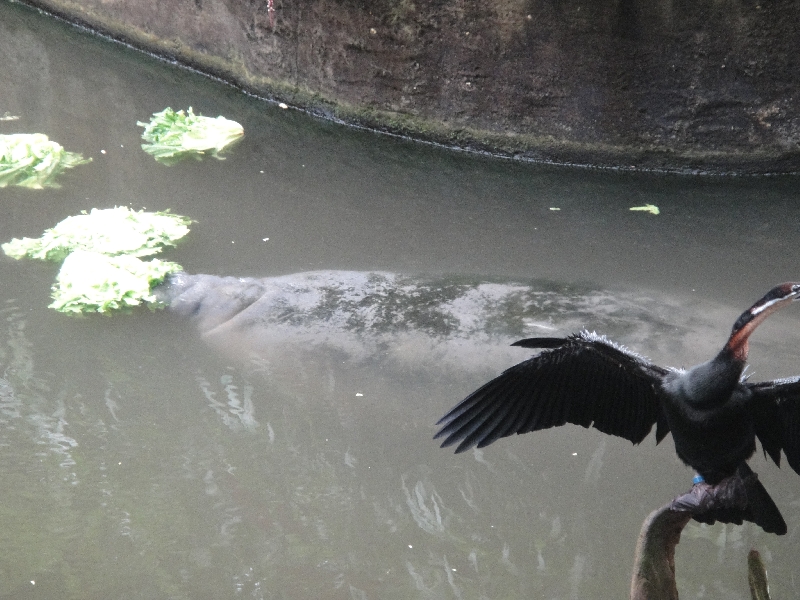 Pictures of the Arnhem Zoo Holland Netherlands Blog Review