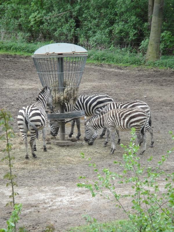 Pictures of the Arnhem Zoo Holland Netherlands Photo Gallery