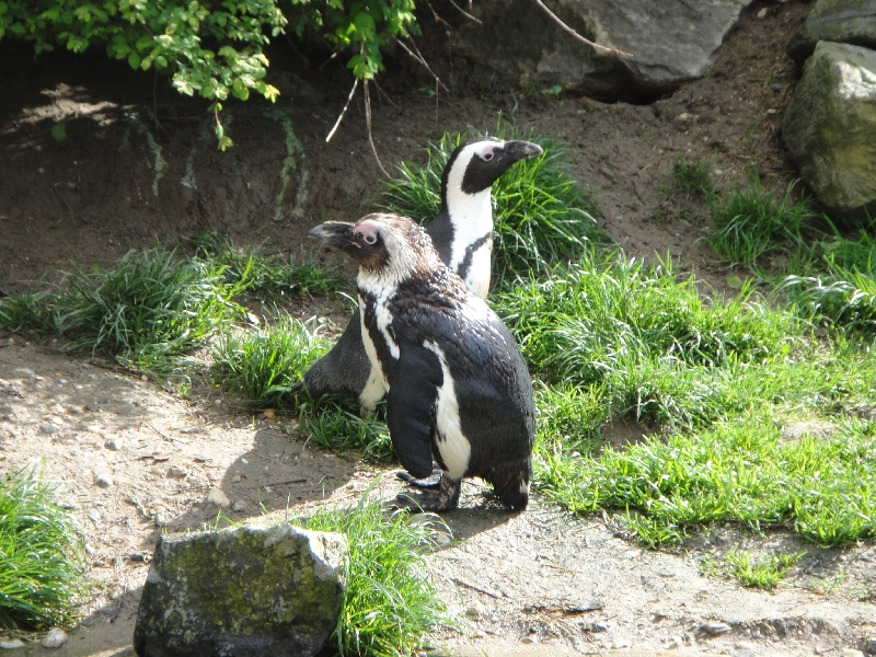 Pictures of the Arnhem Zoo Holland Netherlands Holiday Review