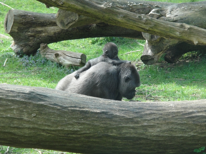 Pictures of the Arnhem Zoo Holland Netherlands Pictures