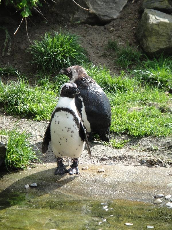 Pictures of the Arnhem Zoo Holland Netherlands Trip Photographs