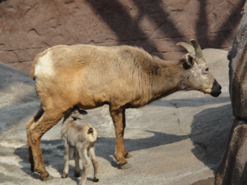 Pictures of the Arnhem Zoo Holland Netherlands Diary Picture