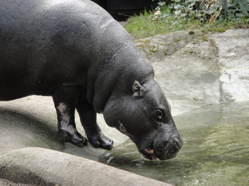 Pictures of the Arnhem Zoo Holland Netherlands Diary Photography