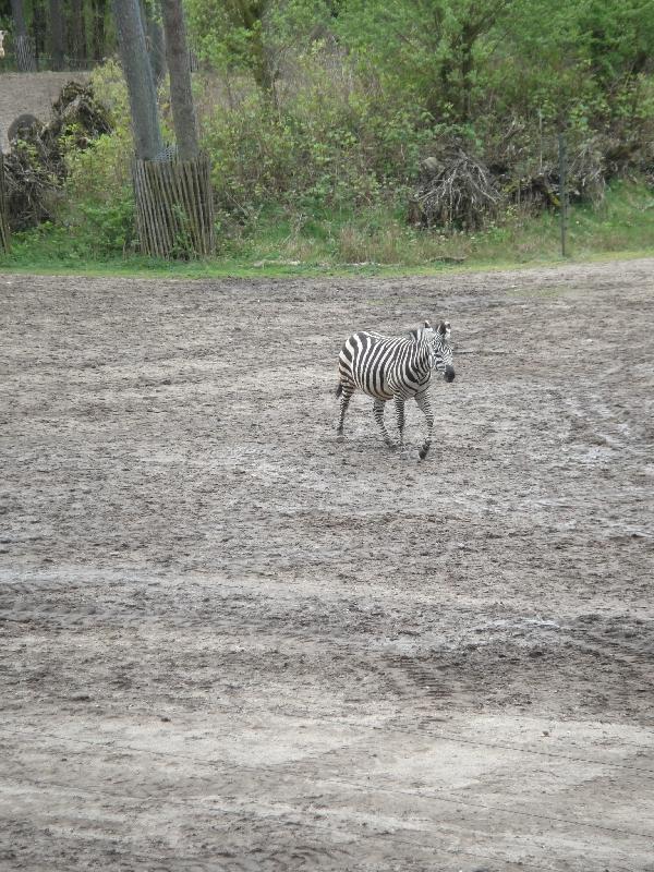 Pictures of the Arnhem Zoo Holland Netherlands Trip Vacation