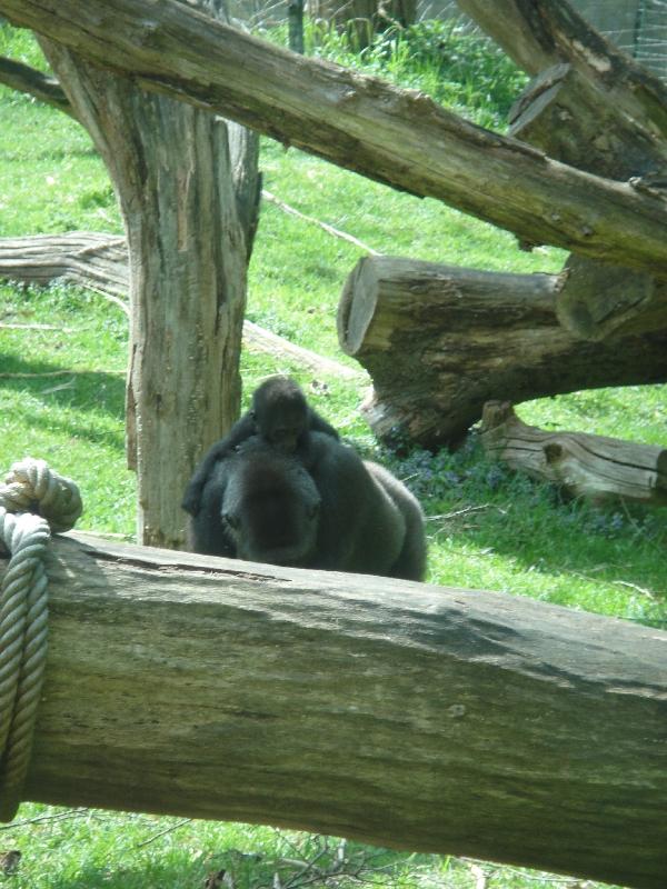 Pictures of the Arnhem Zoo Holland Netherlands Experience