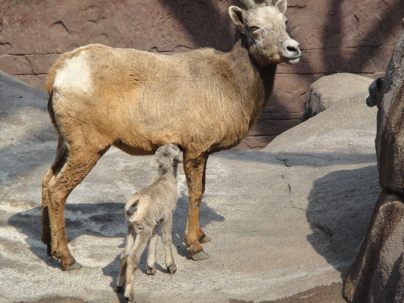 Pictures of the Arnhem Zoo Holland Netherlands Photography