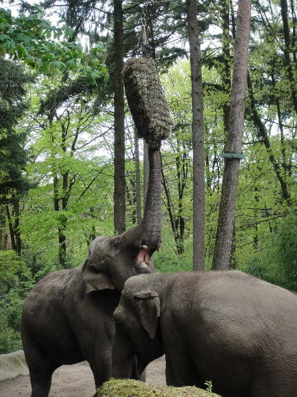 Pictures of the Arnhem Zoo Holland Netherlands Vacation Sharing