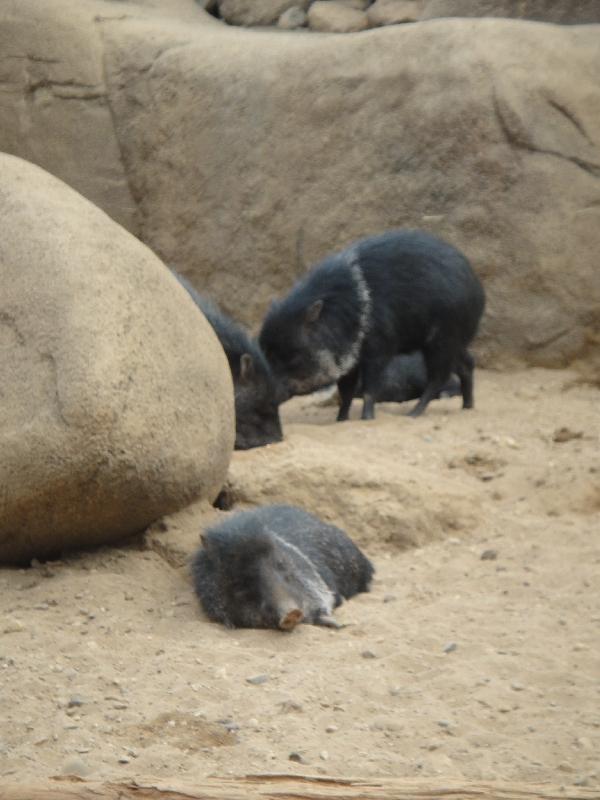 Pictures of the Arnhem Zoo Holland Netherlands Travel Sharing