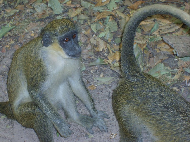 Bijilo National Park Gambia 