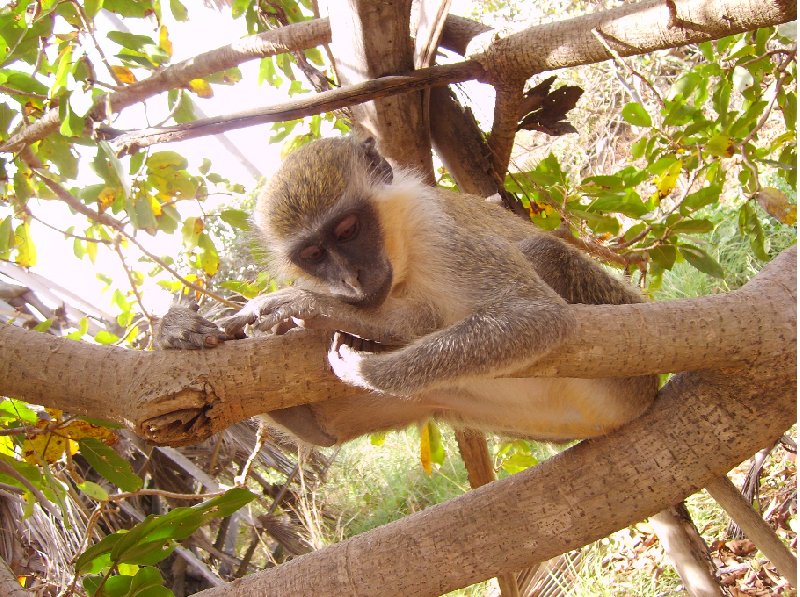 The monkeys in Bijilo Forest Park Bijilo National Park Gambia Diary Tips