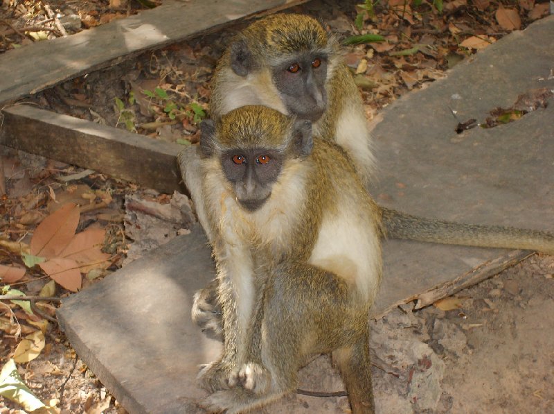 Photo The monkeys in Bijilo Forest Park Gambia