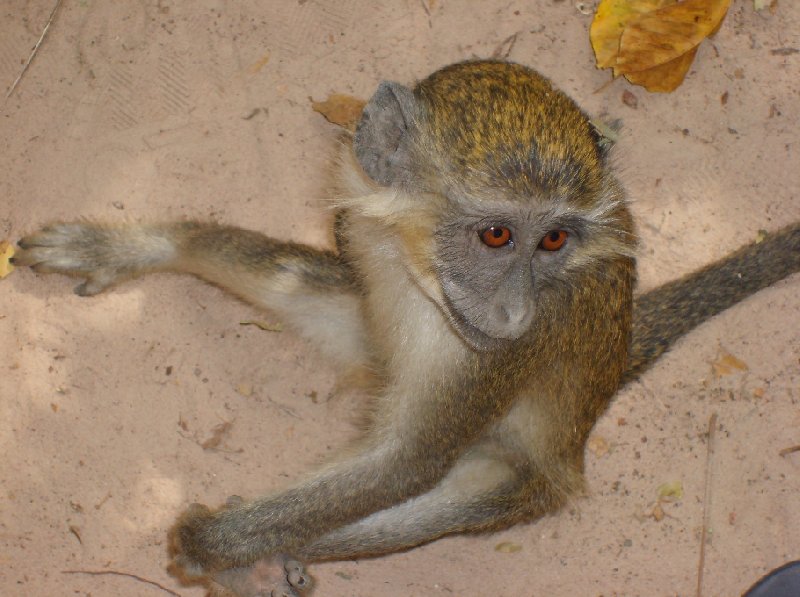 Photo The monkeys in Bijilo Forest Park Senegambia