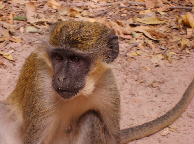 The monkeys in Bijilo Forest Park Bijilo National Park Gambia Trip Guide