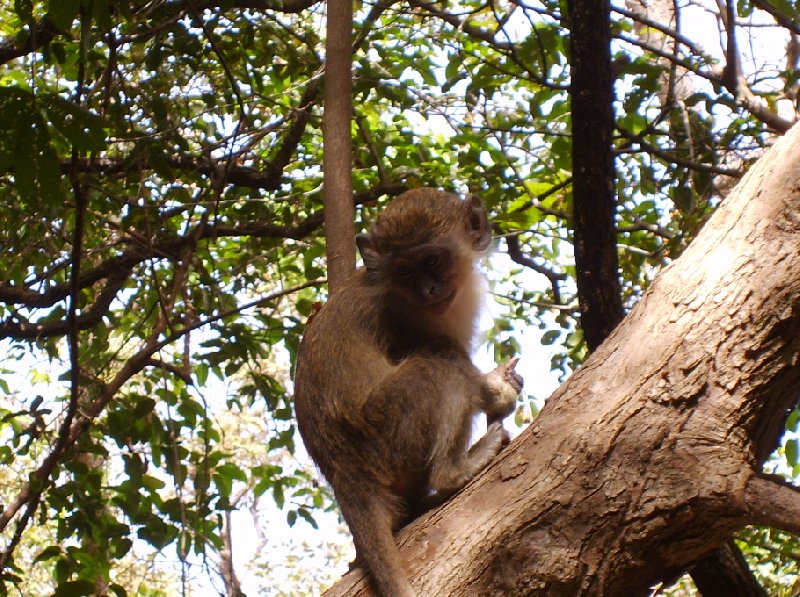 The monkeys in Bijilo Forest Park Bijilo National Park Gambia Travel Guide