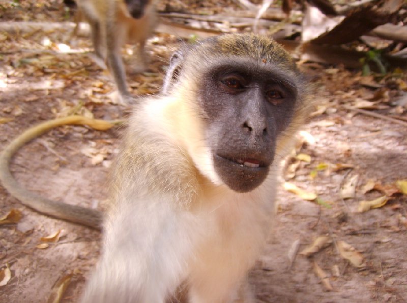 Photo The monkeys in Bijilo Forest Park inhabit