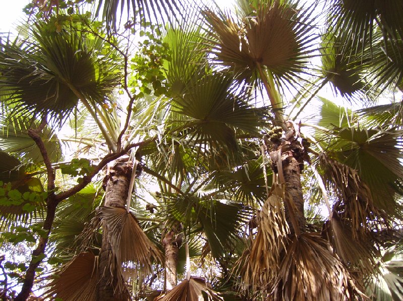 Bijilo National Park Gambia 