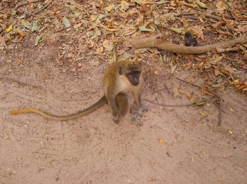 The monkeys in Bijilo Forest Park Bijilo National Park Gambia Trip Photographs