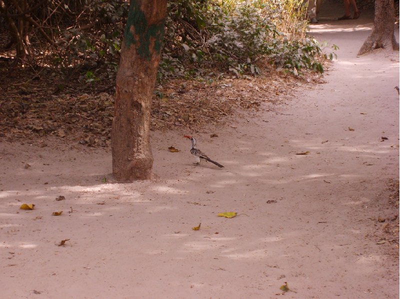 Photo The monkeys in Bijilo Forest Park either