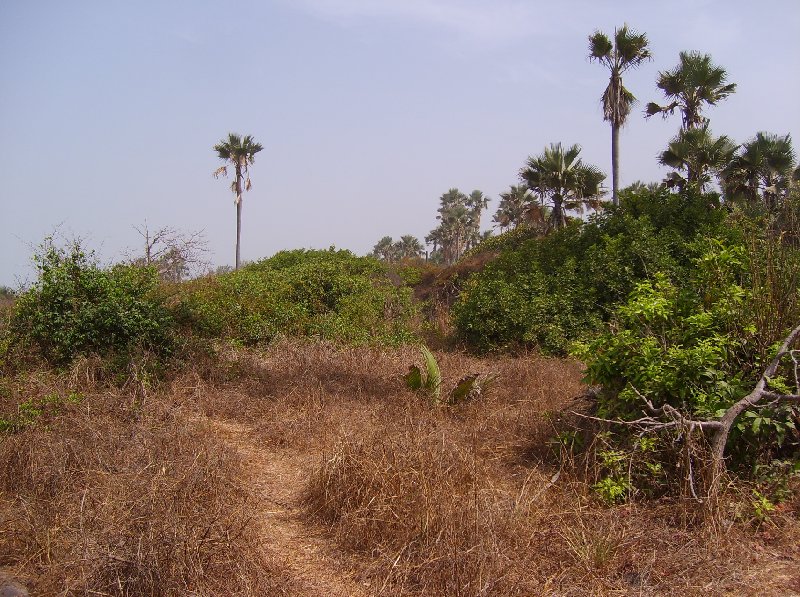 Bijilo National Park Gambia 