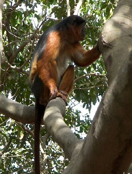 The monkeys in Bijilo Forest Park Bijilo National Park Gambia Diary Photography