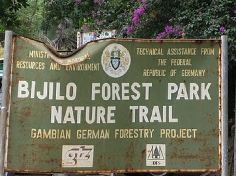 The monkeys in Bijilo Forest Park Bijilo National Park Gambia Photos