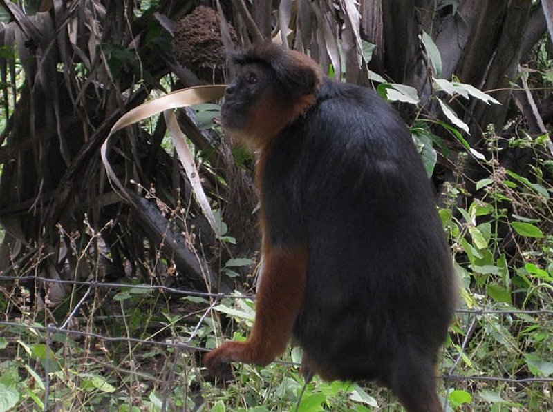 Photo The monkeys in Bijilo Forest Park nibble