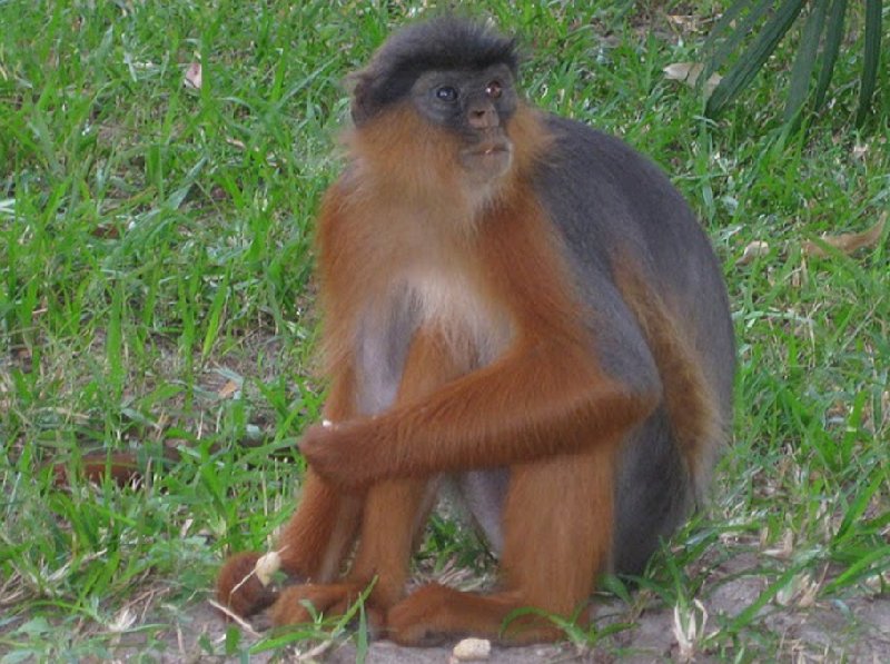 The monkeys in Bijilo Forest Park Bijilo National Park Gambia Trip Vacation