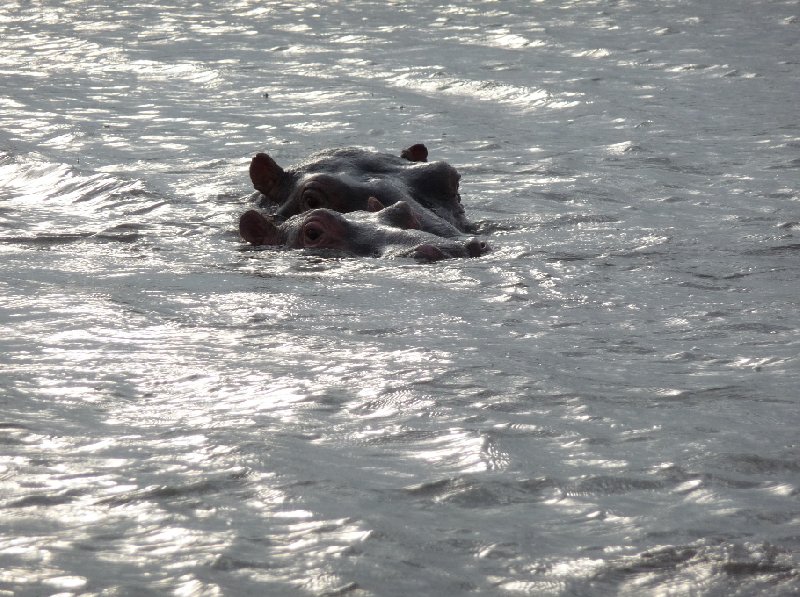 Hippo's in Liwonde National Park Malawi Travel Gallery