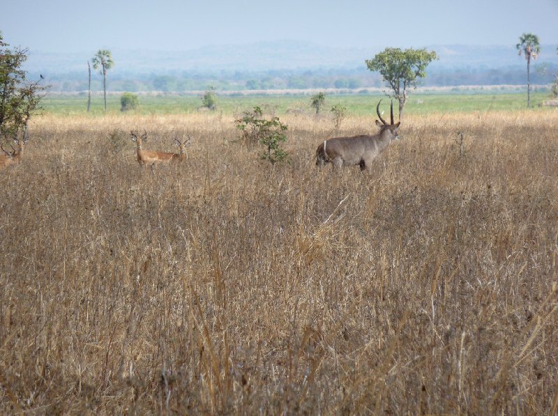 Hippo's in Liwonde National Park Malawi Review Photo