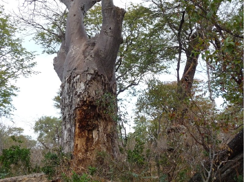 Hippo's in Liwonde National Park Malawi Information