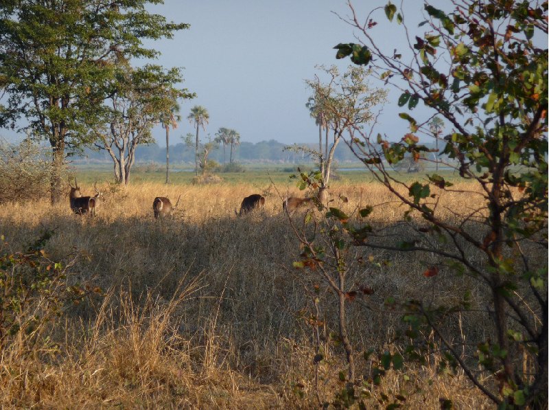 Hippo's in Liwonde National Park Malawi Trip Sharing