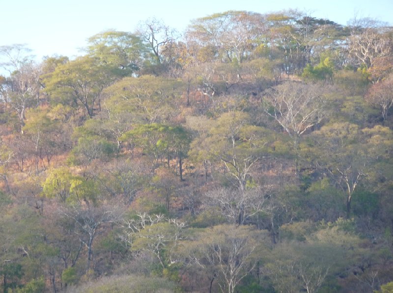 Hippo's in Liwonde National Park Malawi Blog Adventure