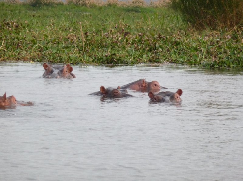 Hippo's in Liwonde National Park Malawi Diary Photos