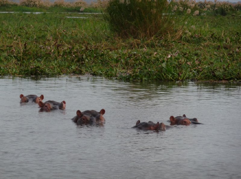 Hippo's in Liwonde National Park Malawi Review Picture