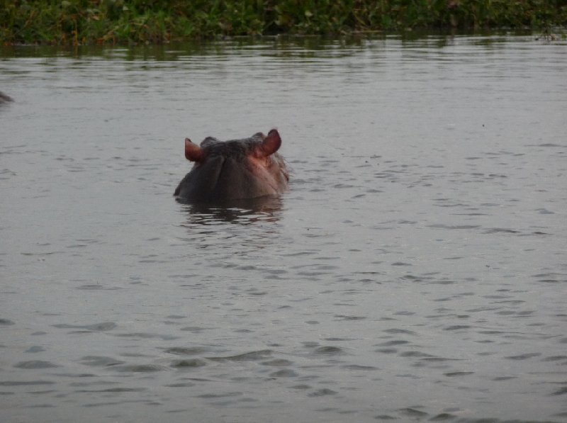 Hippo's in Liwonde National Park Malawi Adventure