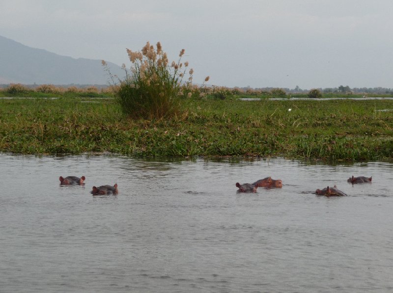 Hippo's in Liwonde National Park Malawi Picture gallery