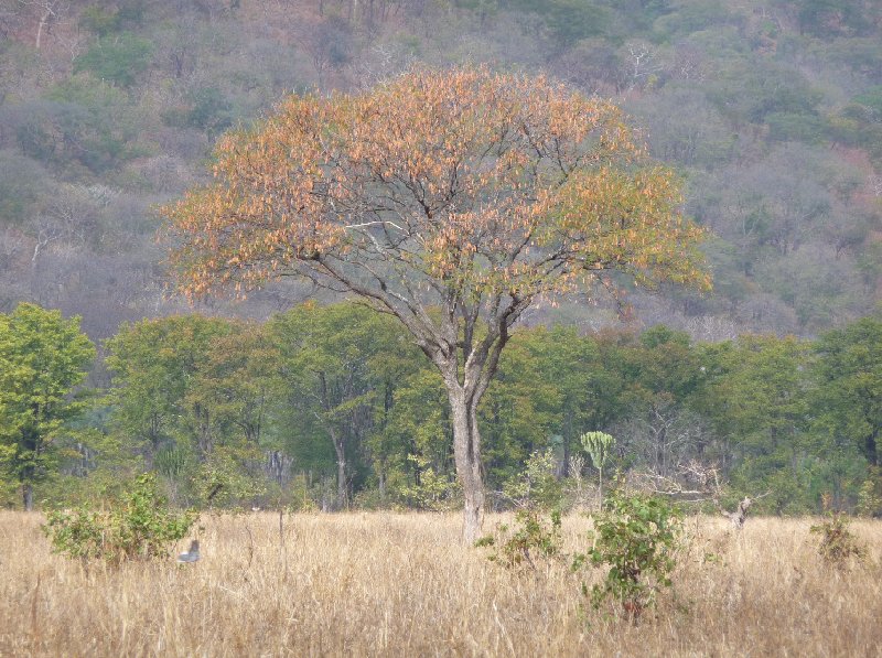 Hippo's in Liwonde National Park Malawi Story Sharing